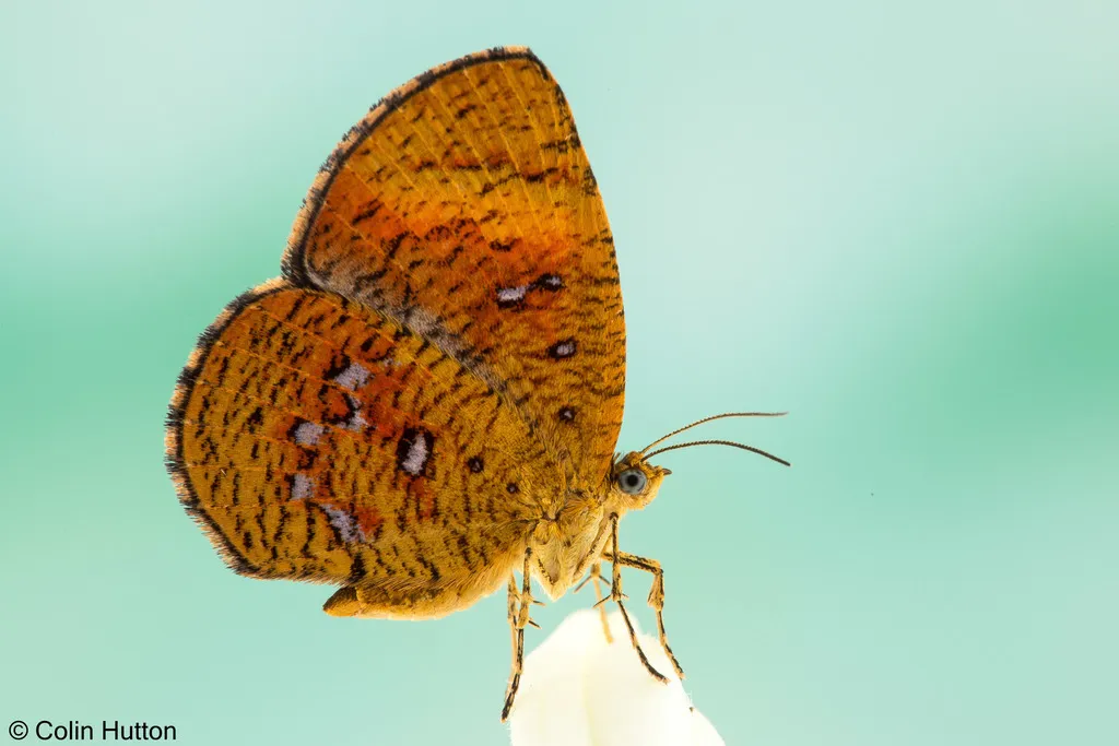Old World Butterfly Moths - photo 2