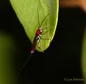Calliephialtes ferrugineus