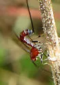 Calliephialtes ferrugineus - photo 2