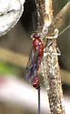 Calliephialtes ferrugineus - photo 3