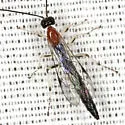 Calliephialtes grapholithae