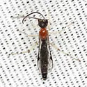 Calliephialtes grapholithae - photo 2