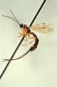 Calliephialtes notandus