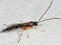 Calliephialtes notandus - photo 3