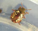 Russet Alder Leaf Beetle