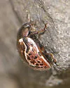 Russet Alder Leaf Beetle - photo 2