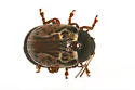 Russet Alder Leaf Beetle - photo 3