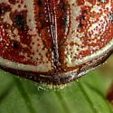 Russet Alder Leaf Beetle - photo 4