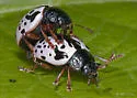 Ontario Calligrapha