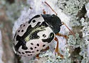 Ontario Calligrapha - photo 2