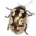 Calligrapha ancoralis