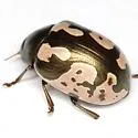 Calligrapha ancoralis - photo 2
