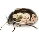 Calligrapha ancoralis - photo 3