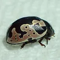 Calligrapha ancoralis - photo 4