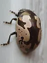 Calligrapha ancoralis - photo 5