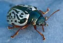 Calligrapha apicalis