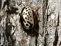 Calligrapha apicalis - photo 2