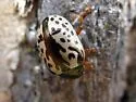Calligrapha apicalis - photo 3