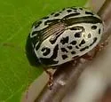 Calligrapha apicalis - photo 4