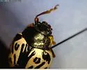 Calligrapha apicalis - photo 5