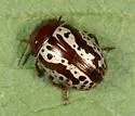 Calligrapha arizonica
