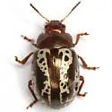 Calligrapha arizonica - photo 3