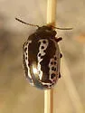 Calligrapha arizonica - photo 5