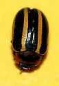 Calligrapha californica