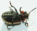 Calligrapha californica - photo 2