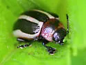 Calligrapha californica - photo 3
