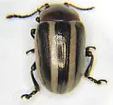 Calligrapha californica - photo 4