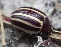 Calligrapha cephalanthi - photo 3