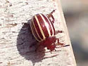 Calligrapha cephalanthi - photo 4