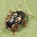 Calligrapha confluens - photo 2