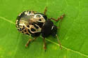 Calligrapha confluens - photo 3