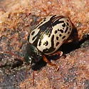 Calligrapha confluens - photo 4