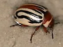 Calligrapha conjuncta - photo 2