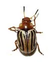 Calligrapha conjuncta - photo 3