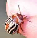 Calligrapha conjuncta - photo 4