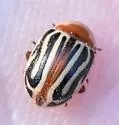 Calligrapha conjuncta - photo 5