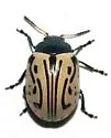 Calligrapha dislocata - photo 2