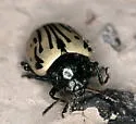 Calligrapha dislocata - photo 3