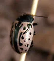 Calligrapha dislocata - photo 4