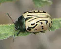 Calligrapha dislocata - photo 5