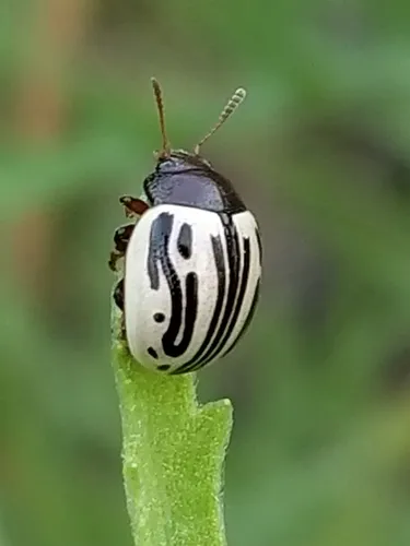 Disrupted Leaf Beetle - photo 3