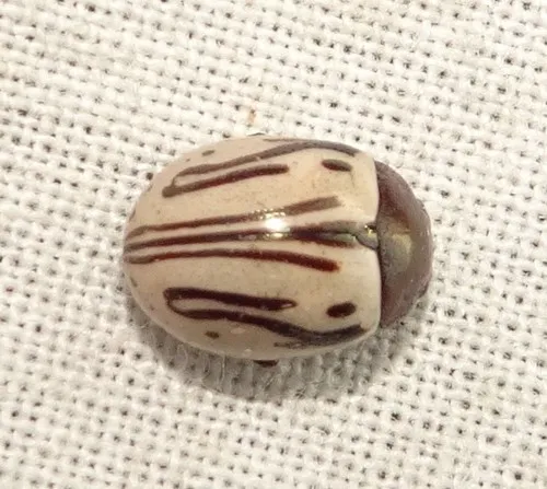 Disrupted Leaf Beetle - photo 4