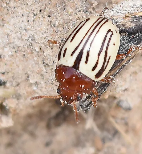 Disrupted Leaf Beetle - photo 5