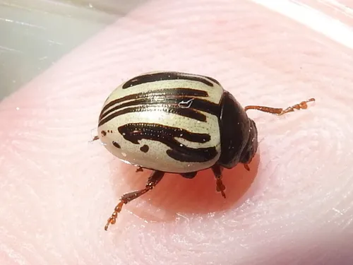Disrupted Leaf Beetle - photo 6