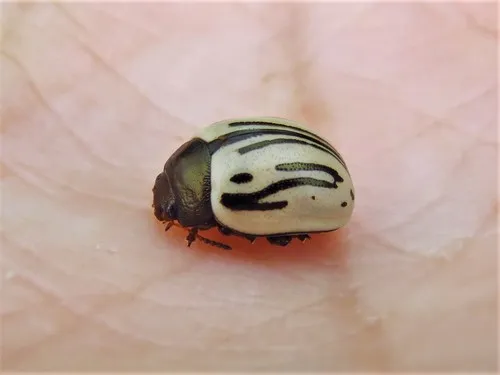 Disrupted Leaf Beetle - photo 7
