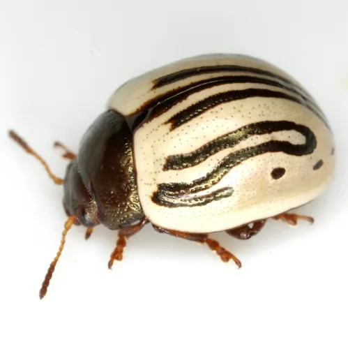 Disrupted Leaf Beetle - photo 8